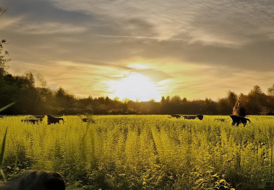 巴塞罗那VS尤文图斯：战术对决解析与对抗策略揭秘(图3)
